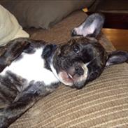Fransk bulldog Molly