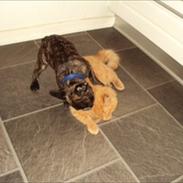 Fransk bulldog Molly