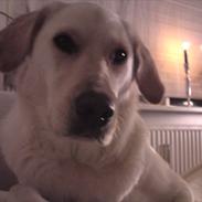 Blanding af racer Aisha