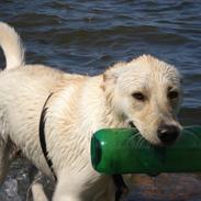 Blanding af racer Aisha