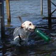 Blanding af racer Aisha