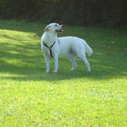 Blanding af racer Aisha