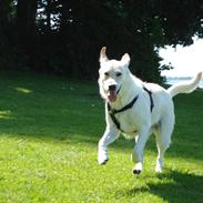 Blanding af racer Aisha