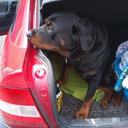 Rottweiler Diesel