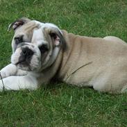 Engelsk bulldog Viggo