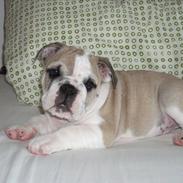 Engelsk bulldog Viggo