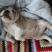 Engelsk bulldog Viggo