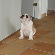 Engelsk bulldog Viggo