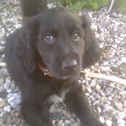 Blanding af racer Blacky (mors)