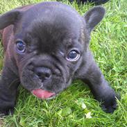 Fransk bulldog Dexter