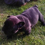 Fransk bulldog Dexter