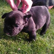 Fransk bulldog Dexter