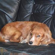 Cocker spaniel Lady