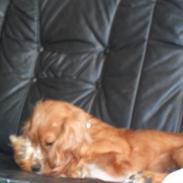 Cocker spaniel Lady