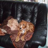 Cocker spaniel Lady