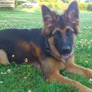 Schæferhund Arthur