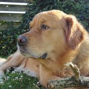 Golden retriever Buster . :-)