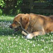 Golden retriever Buster . :-)