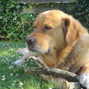 Golden retriever Buster . :-)