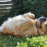 Golden retriever Buster . :-)