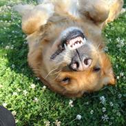 Golden retriever Buster . :-)