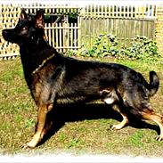 Schæferhund Hyldebo Cato