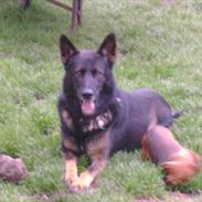 Schæferhund Hyldebo Cato