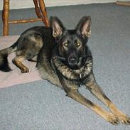 Schæferhund Hyldebo Cato