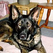 Schæferhund Hyldebo Cato