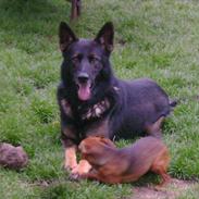 Schæferhund Hyldebo Cato