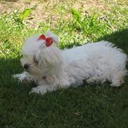 Malteser Silke