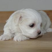 Malteser Silke