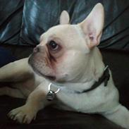 Fransk bulldog Baloo