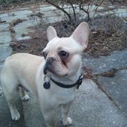 Fransk bulldog Baloo