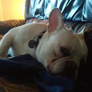 Fransk bulldog Baloo