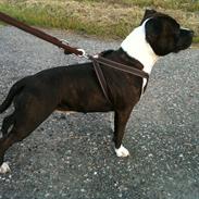 Staffordshire bull terrier Staff Royals Good Chanel