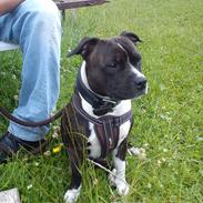 Staffordshire bull terrier Staff Royals Good Chanel