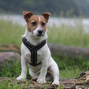 Jack russell terrier Carlos