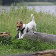 Jack russell terrier Carlos