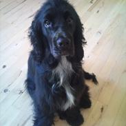 Cocker spaniel Enzo-himmelhund :`(