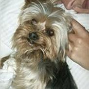 Yorkshire terrier Maximus