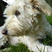 Blanding af racer *bamse*