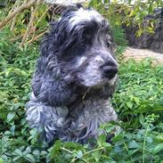 Cocker spaniel | Smila