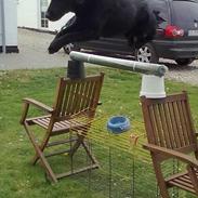 Labrador retriever Bossi