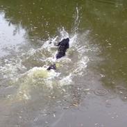 Labrador retriever Bossi