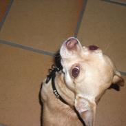 Chihuahua Oscar