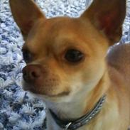 Chihuahua Oscar
