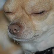 Chihuahua Oscar