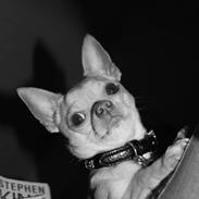 Chihuahua Oscar