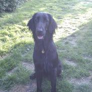 Flat coated retriever revage